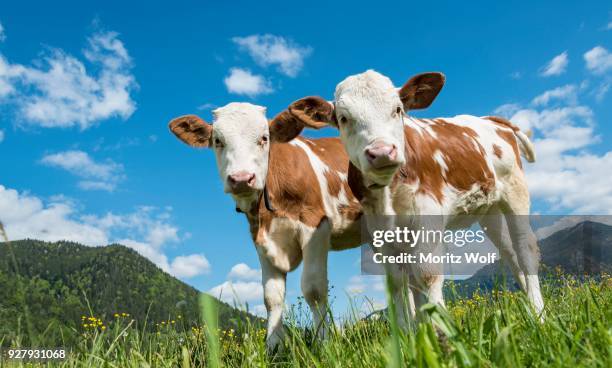 two young calves (bos primigenius taurus) standing inquisitively on an alpine pasture, upper bavaria, bavaria, germany - bos taurus primigenius stock pictures, royalty-free photos & images