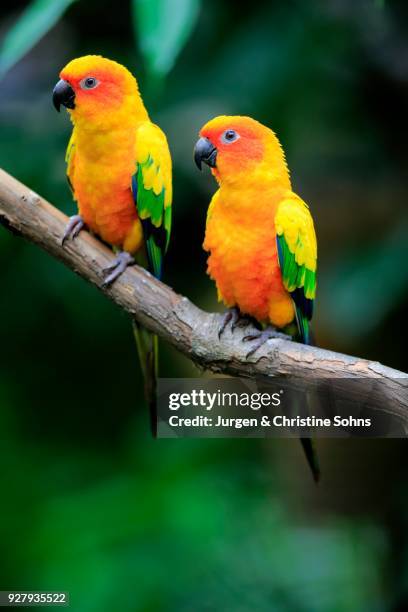 sun conure (aratinga solstitialis), adult couple on branch, captive, occurrence south america - sun conure stock pictures, royalty-free photos & images
