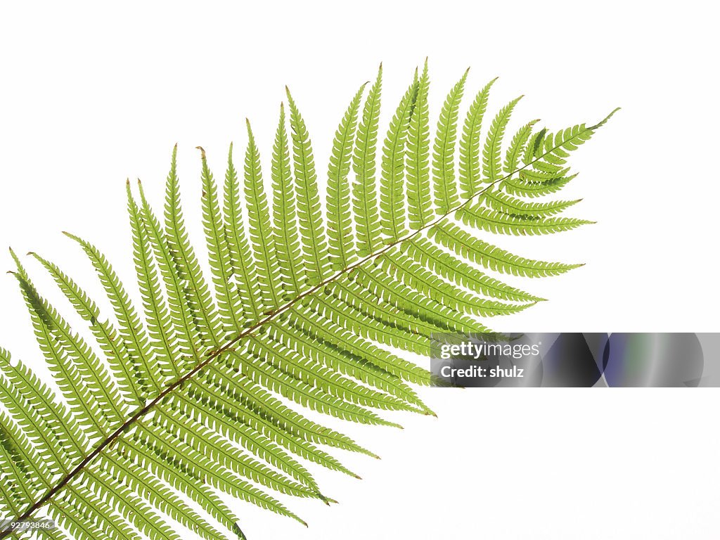 Fern-details