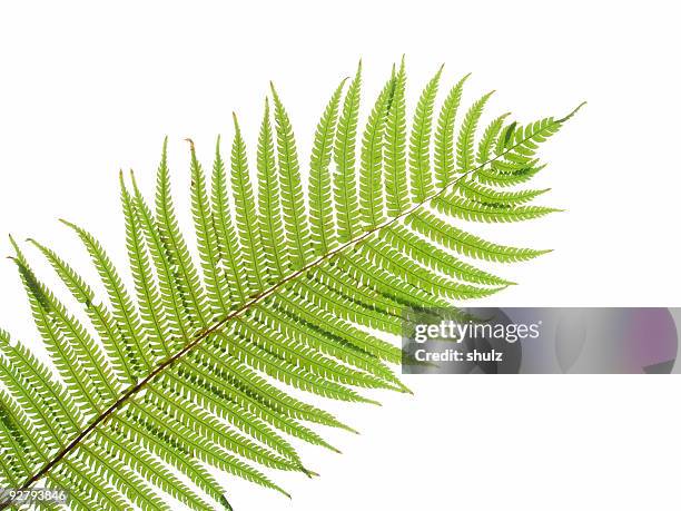 close up of a green fern leaf against white background - varen stockfoto's en -beelden