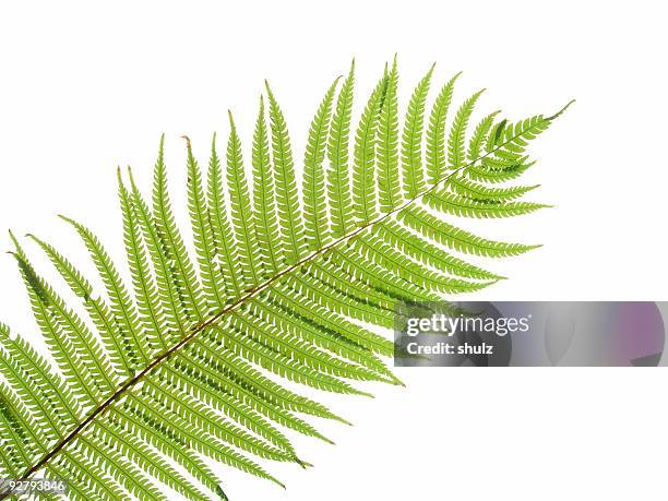 close up of a green fern leaf against white background - fern stock pictures, royalty-free photos & images