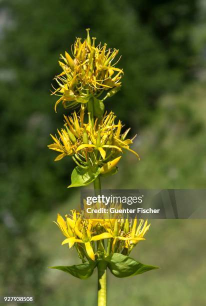 great yellow gentian (gentiana lutea), alpine plant of the family ghentianaceae, val de bagnes, valais, switzerland - genziana foto e immagini stock