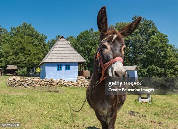 Donkey in the Astra Museum of Traditional Folk Civilization, Sibiu, Romania.