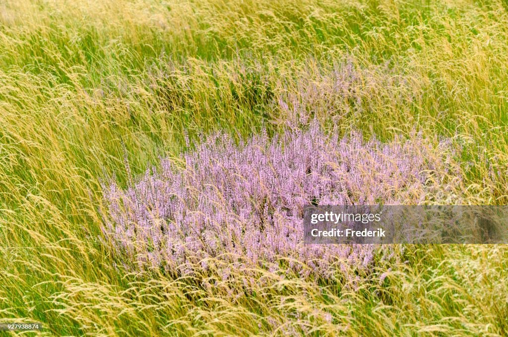 Heather (Calluna vulgaris) in the nature reserve Westruperheide, North Rhine-Westphalia, Germany