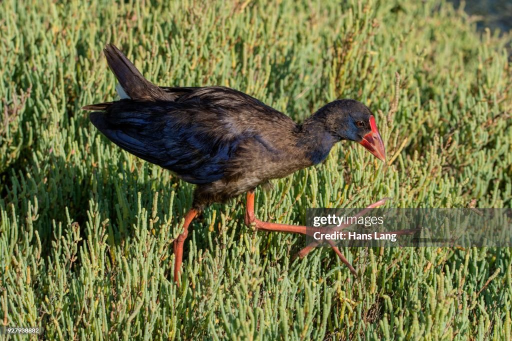 Purple Grouse (Porphyrio porphyrio), foraging in Glassworts (Salicornia), wetland, Albufera nature park Park, Majorca, Spain
