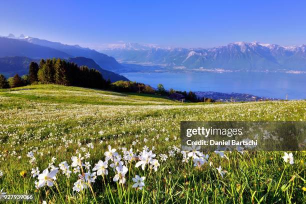 poets daffodils (narcissus poeticus) in a meadow, lake geneva, montreux, canton of vaud, switzerland - geneva canton stock-fotos und bilder