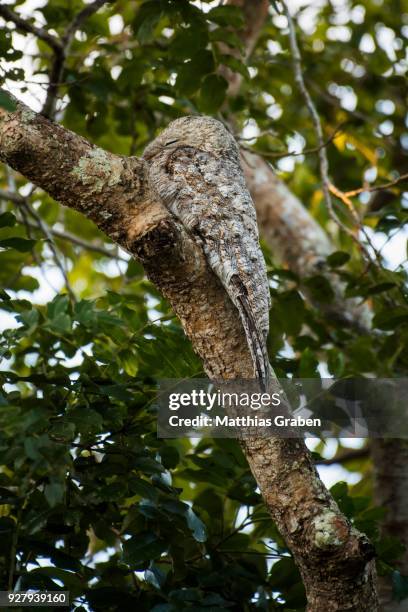 great potoo (nyctibius grandis) sitting on branch, camouflaged, pantanal, mato grosso do sul, brazil - great potoo nyctibius grandis stock pictures, royalty-free photos & images