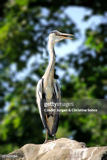 gray heron (ardea cinerea), adult, watchful, standing on stone, lower bavaria, bavaria, germany - gray heron stock pictures, royalty-free photos & images