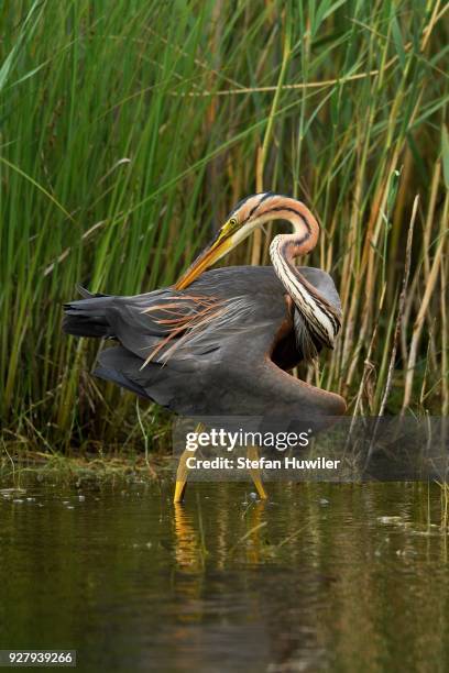 purple heron (ardea purpurea), plummage care, standing in water, neuchatel, switzerland - plummage stock pictures, royalty-free photos & images