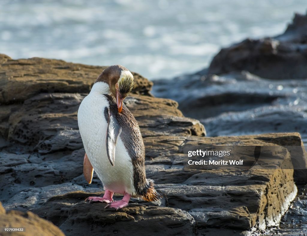 Yellow-eyed penguin, Hoiho (Megadyptes antipodes) on rock, drying its wings, Petrified Forest, Curio Bay, Southlands, South Island, New Zealand