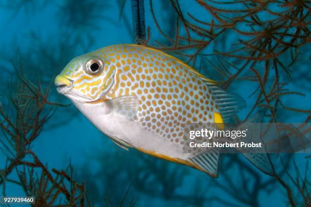 orange-spotted spinefoot (siganus guttatus), palawan, mimaropa, sulu lake, pacific ocean, philippines - rabbitfish stock pictures, royalty-free photos & images