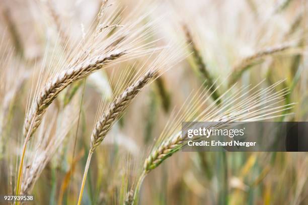 triticale ears (triticum aestivum x secale cereale), cross between wheat and rye, emsland, lower saxony, germany - cereale stock pictures, royalty-free photos & images