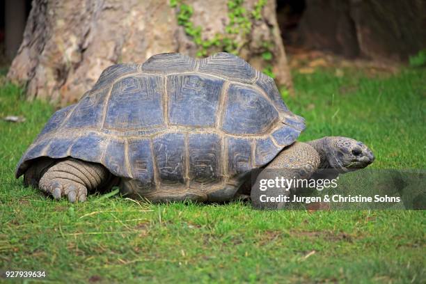 aldabra giant tortoise (aldabrachelys gigantea), adult, moving, seychelles - seychellen riesenschildkröte stock-fotos und bilder