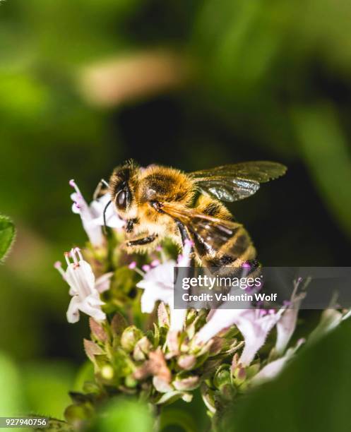 european honeybee (apis mellifera) pollinating blossom, wild marjoram (origanum vulgare), germany - origanum stock pictures, royalty-free photos & images