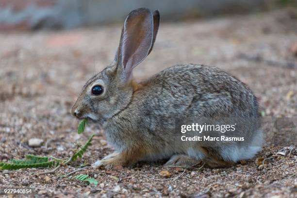 Desert Rabbit Large Ears Desert Bunny Photos and Premium High Res Pictures - Getty Images