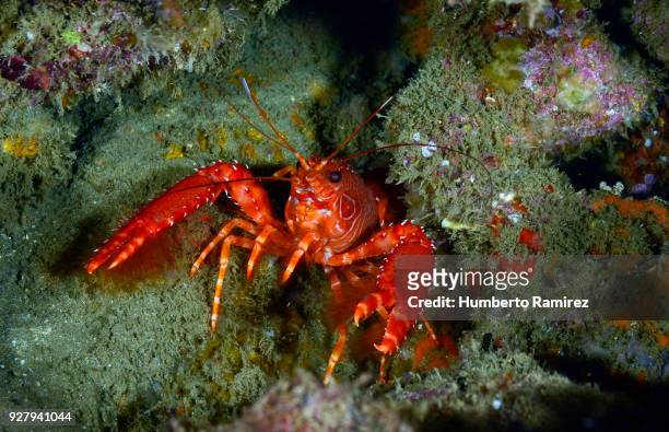 flaming reef lobster. - lobster stock-fotos und bilder