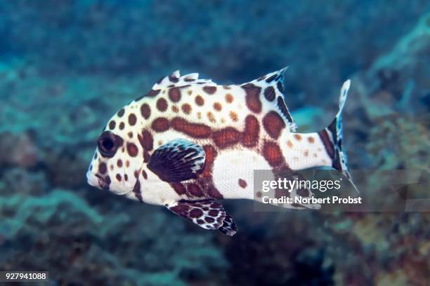 harlequin sweetlip (plectorhinchus chaetodonoides) young animal, palawan, mimaropa, sulu lake, pacific ocean, philippines - plectorhinchus imagens e fotografias de stock