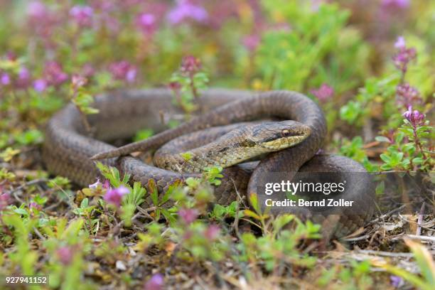 smooth snake (coronella austriaca), resting in broad-leaved thyme (thymus pulegioides), lechauen, bavaria, germany - coronella austriaca stock pictures, royalty-free photos & images