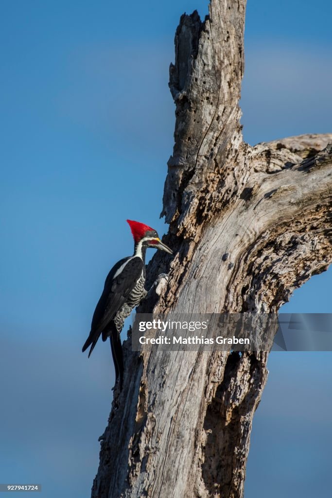 Lineated woodpecker (Dryocopus lineatus), foraging on rotten tree, Pantanal, Mato Grosso do Sul, Brazil