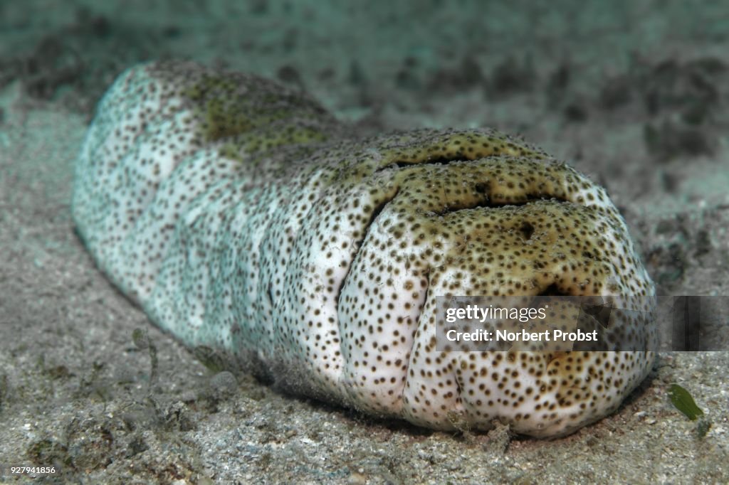 Elephant Trunkfish (Holothuria fuscopunctata) on sandy bottom, Palawan, Mimaropa, Sulu lake, Pacific Ocean, Philippines
