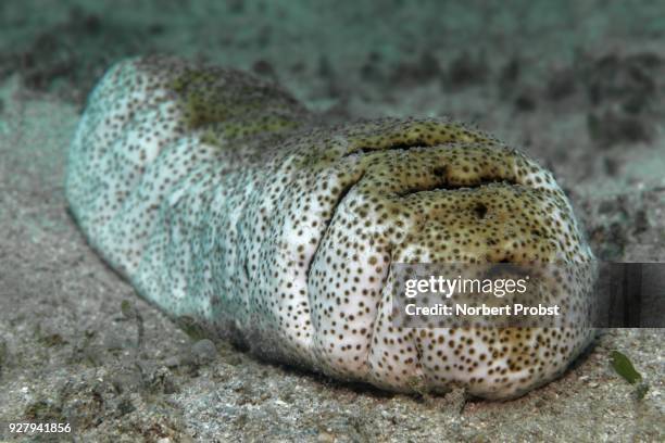 elephant trunkfish (holothuria fuscopunctata) on sandy bottom, palawan, mimaropa, sulu lake, pacific ocean, philippines - holothuria stock pictures, royalty-free photos & images