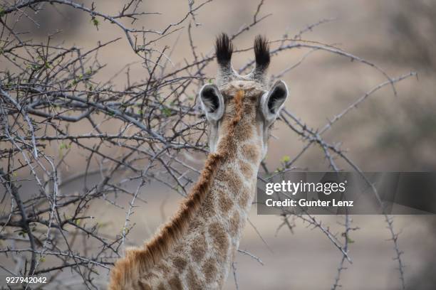 giraffe (giraffe camelopardalis), portrait from behind, mashatu game reserve, tuli block, botswana - thorn like stock pictures, royalty-free photos & images