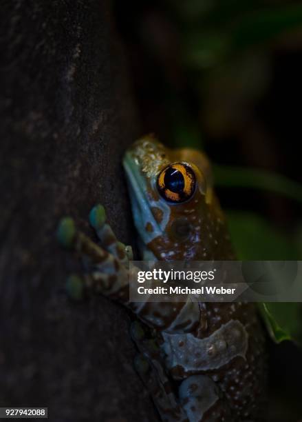 mission golden-eyed tree frog (phrynohyas resinifictrix) captive - golden frog stock pictures, royalty-free photos & images