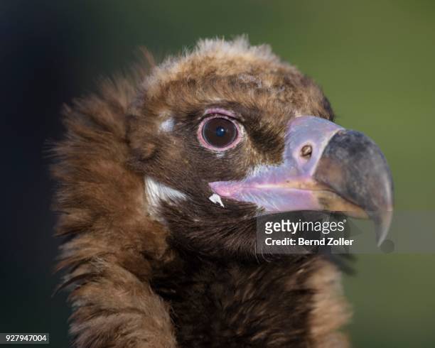 monk vulture (aegypius monachus), portrait, extremadura, spain - abutre fusco imagens e fotografias de stock