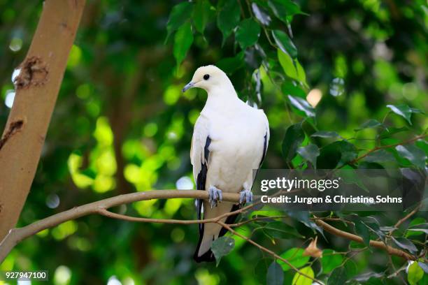pied imperial pigeon (ducula bicolor), adult, sitting in tree, captive - pigeon ducula stock pictures, royalty-free photos & images