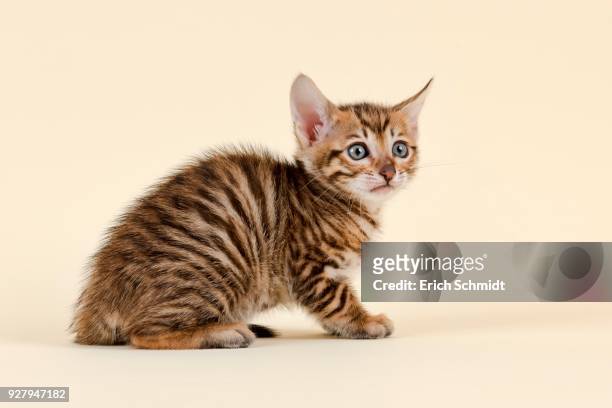 toyger (felis silvestris catus), age 6 weeks, color brown, tabby, sitting - toyger 個照片及圖片檔