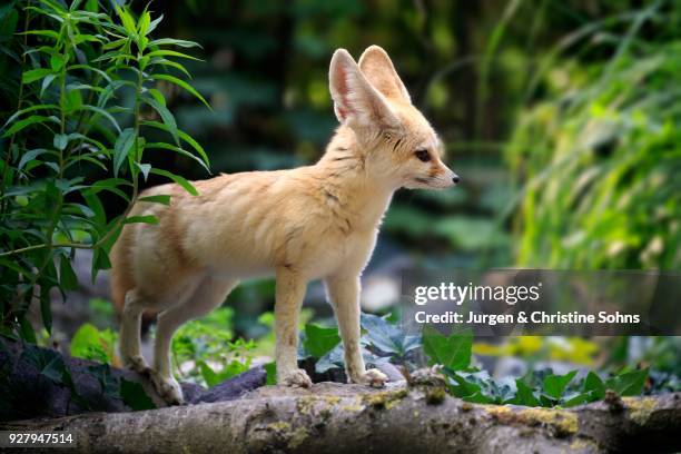 fennec, fennec fox (vulpes zerda), adult, watchful, captive, occurrence north africa - fennec fox stock pictures, royalty-free photos & images