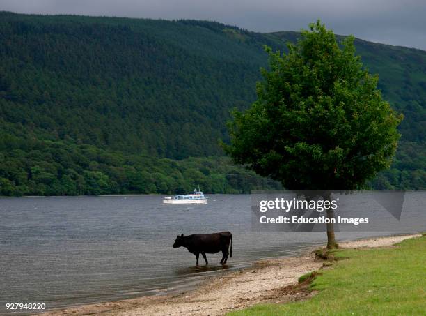 Black cow drinking at Coniston Water, The Lake District, Cumbria, UK.