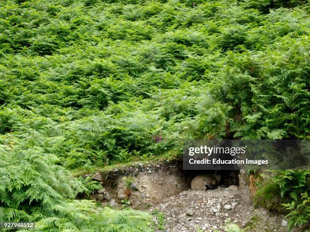 Moorland sheep sheltering in a small cave in the hillside surrounded by bracken, Coniston, The Lake District, Cumbria, UK.