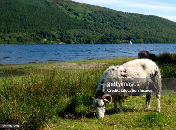 Sheep grazing at the edge of Coniston Water, The Lake District, Cumbria, UK.