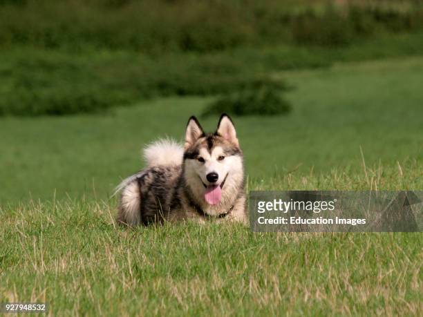 Female Alaskan Malamute dog, UK.