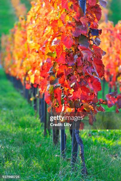 weinreben, baden-wuerttemberg, germany - weinreben stock pictures, royalty-free photos & images