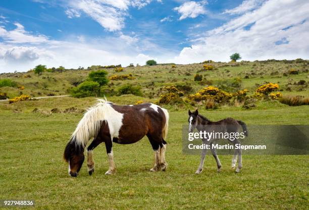 foal and mare, bodmin moor ponies, cornwall, england, united kingdom - bodmin moor imagens e fotografias de stock