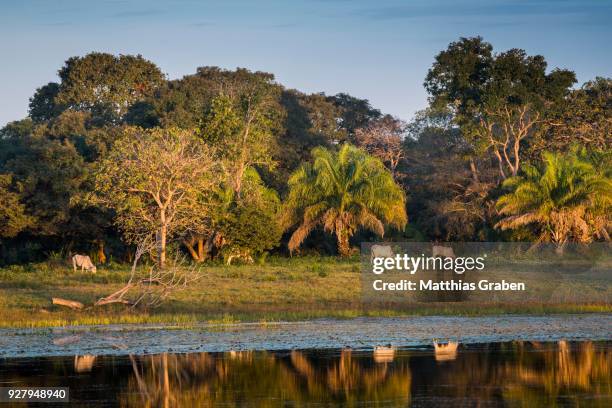 landscape with nelore cattle in the southern pantanal, fazenda barranco alto, pantanal, mato grosso do sul, brazil - fazenda fotografías e imágenes de stock