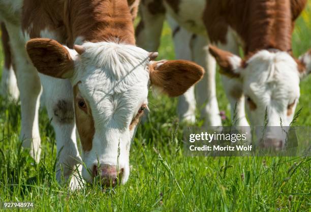 two young calves (bos primigenius taurus) grazing on an alpine pasture, upper bavaria, bavaria, germany - bos taurus primigenius stock pictures, royalty-free photos & images