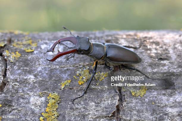 stag beetle (lucanus cervus), male on poplar tree trunk, national park lake neusiedl, burgenland, austria - abadejo imagens e fotografias de stock