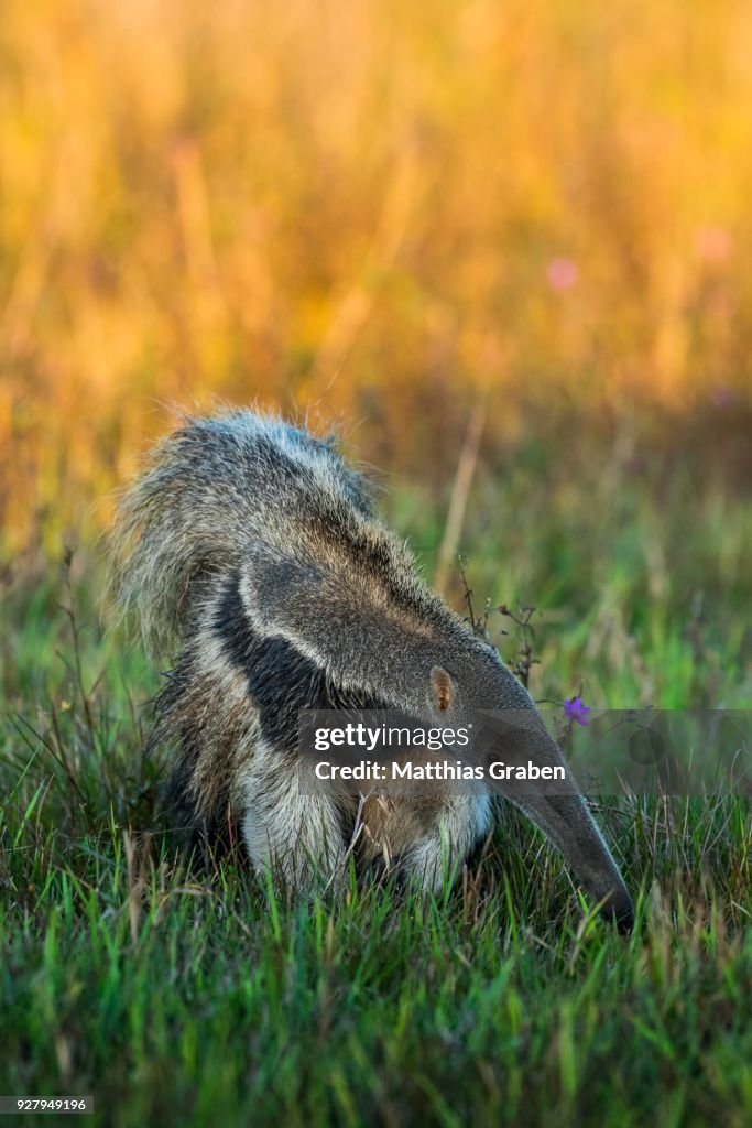 Giant anteater (Myrmecophaga tridactyla), Pantanal, Mato Grosso do Sul, Brazil