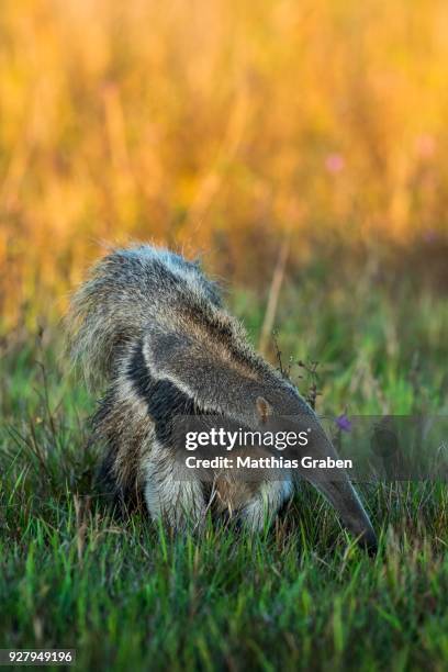 giant anteater (myrmecophaga tridactyla), pantanal, mato grosso do sul, brazil - giant anteater stock pictures, royalty-free photos & images