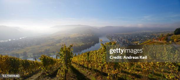 moselschleife and vineyards, kroev, morning light, rhineland-palatinate, germany - rheinland pfalz stock-fotos und bilder