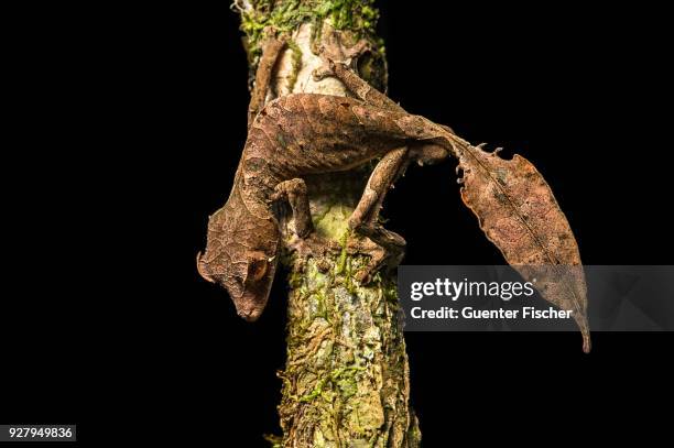 satanic leaf tailed gecko (uroplatus phantasticus), endemic, anjozorobe national park, madagascar - uroplatus fimbriatus stock-fotos und bilder