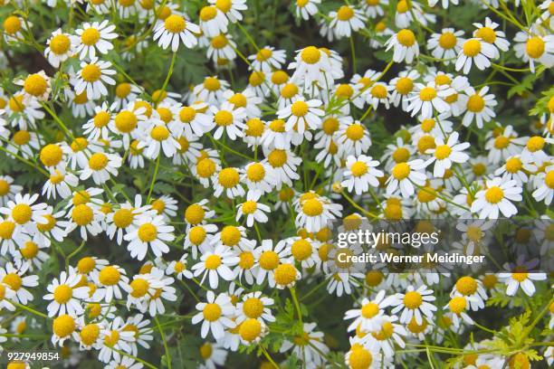 feverfew (tanacetum parthenium), bavaria, germany - chrysanthemum parthenium stock pictures, royalty-free photos & images