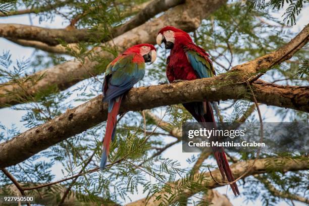 red-and-green macaw (ara chloroptera), animal pair sitting on acacia tree, pantanal, mato grosso do sul, brazil - arara de asa verde imagens e fotografias de stock