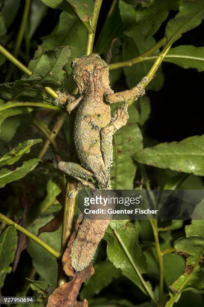satanic leaf tailed gecko (uroplatus phantasticus) in the tree, endemic, anjozorobe national park, madagascar - uroplatus phantasticus stock pictures, royalty-free photos & images