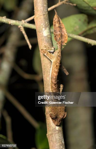 satanic leaf tailed gecko (uroplatus phantasticus), camouflaged by a tree trunk, endemic, anjozorobe national park, madagascar - uroplatus phantasticus ストックフォトと画像