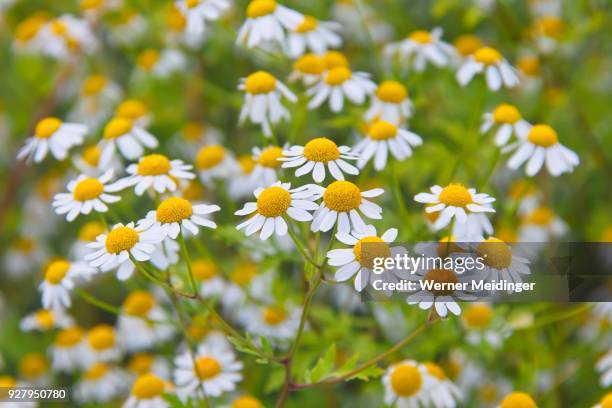 feverfew (tanacetum parthenium), bavaria, germany - chrysanthemum parthenium stock pictures, royalty-free photos & images