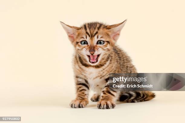 toyger (felis silvestris catus), age 6 weeks, color brown, tabby, sitting, hissing - toyger fotografías e imágenes de stock